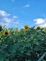 20220704_182443.webp