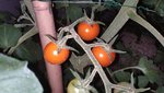 IMG_20220704_215018.jpg