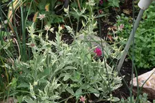 Skabiose 0121.webp