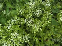 BILD0155.webp
