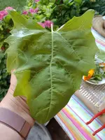 IMG_20220706_085945.webp