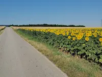 IMG_20220706_074857.webp