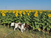 IMG_20220706_074907.webp