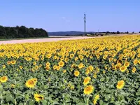 IMG_20220706_075526.webp
