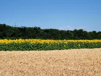 IMG_20220706_075224.webp