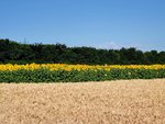 IMG_20220706_075224.jpg