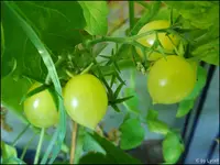 c062.webp