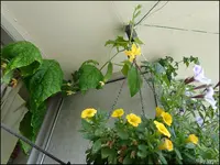 c068.webp