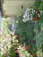 c069.webp
