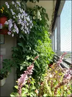 c070.webp
