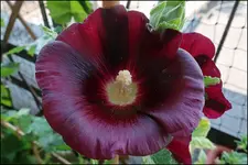 c071.webp