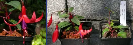 2022FuchsiBNS.webp