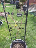 20200425_090939.webp 20200425_090939.webp