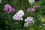 Phlox     0821.JPG