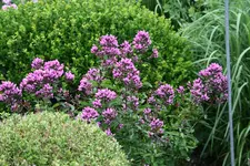 Phlox     1421.webp