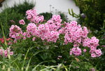 Phlox     2021.JPG