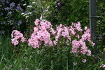 Phlox     2121.JPG