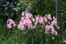 Phlox     2121.webp