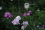 Phlox     2421.JPG