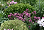 Phlox     3121.JPG