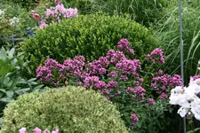 Phlox     3121.webp