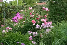 Phlox   0320.webp