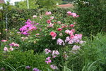 Phlox   0320.JPG