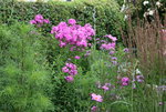 Phlox   0420.JPG