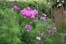 Phlox   0420.webp