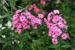 Phlox  1219.JPG