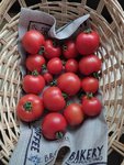 Tomaten 6.7. .jpg