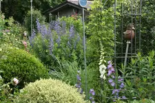 Indigolupine1119.webp