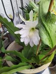 IMG_20220707_093618.jpg