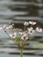 P1080736.webp
