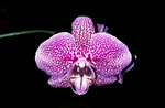 Orchidee 001.jpg