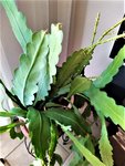 IMG_20210111_112252_3.jpg