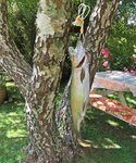 IMG_9495 - Copy.JPG