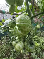 IMG_20220708_110735.webp