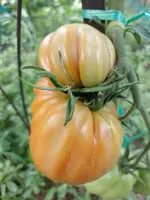 IMG_20220708_110713.webp