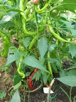 IMG_20220708_100003.jpg