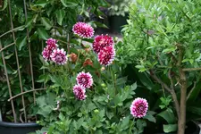 Juli       1122.webp