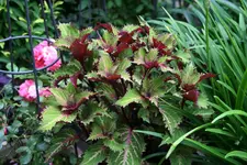 Terasse       3822.webp