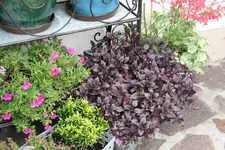 Terasse       4022.webp