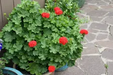 Terasse       4322.webp