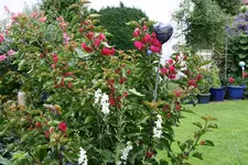 Terasse       4422.webp