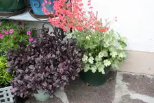 Terasse       4522.webp