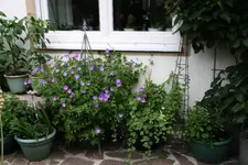 Terasse       4722.webp