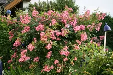 Rose Juanita1018.webp