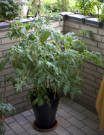 rotkaeppchen_topf.webp