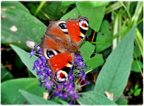 Sommertag 5.webp